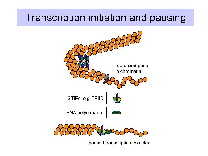 Transcription initiation and pausing 