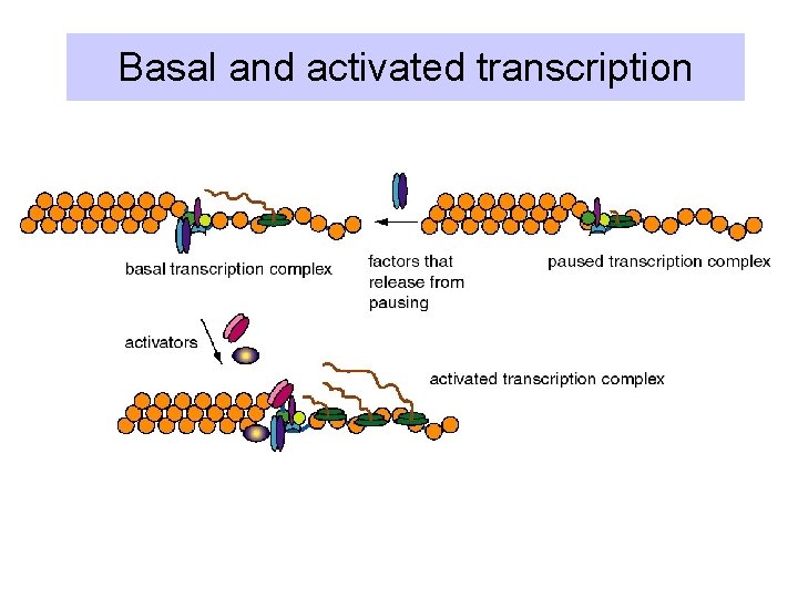 Basal and activated transcription 