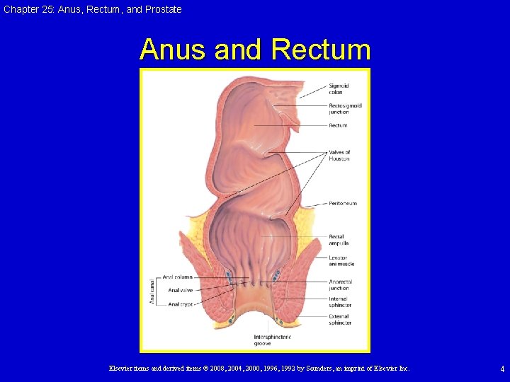 Chapter 25: Anus, Rectum, and Prostate Anus and Rectum Elsevier items and derived items Chapter 25: Anus, Rectum, and Prostate Anus and Rectum Elsevier items and derived items