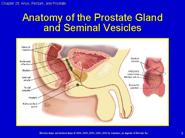 Chapter 25: Anus, Rectum, and Prostate Anatomy of the Prostate Gland Seminal Vesicles Elsevier Chapter 25: Anus, Rectum, and Prostate Anatomy of the Prostate Gland Seminal Vesicles Elsevier