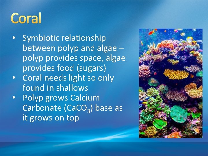 Coral • Symbiotic relationship between polyp and algae – polyp provides space, algae provides