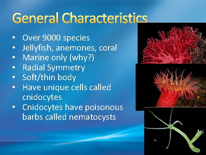 General Characteristics Over 9000 species Jellyfish, anemones, coral Marine only (why? ) Radial Symmetry