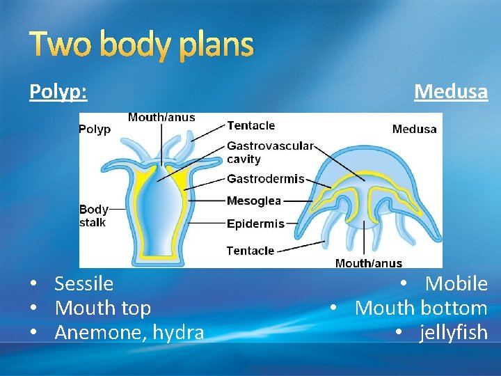 Two body plans Polyp: • Sessile • Mouth top • Anemone, hydra Medusa •