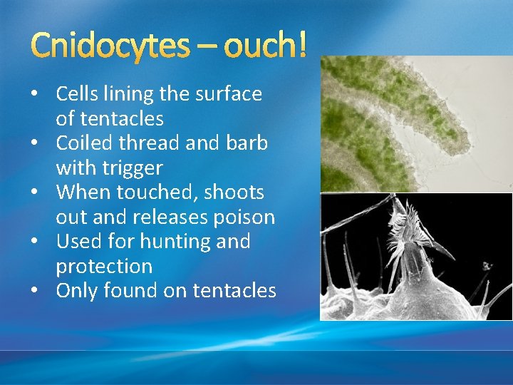 Cnidocytes – ouch! • Cells lining the surface of tentacles • Coiled thread and