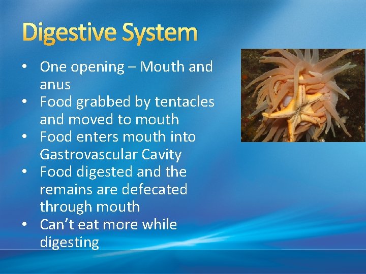 Digestive System • One opening – Mouth and anus • Food grabbed by tentacles