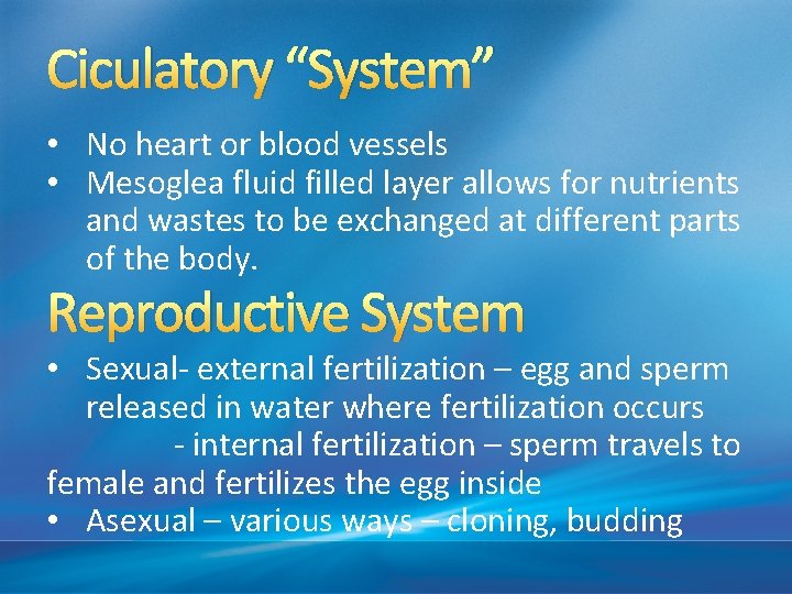 Ciculatory “System” • No heart or blood vessels • Mesoglea fluid filled layer allows