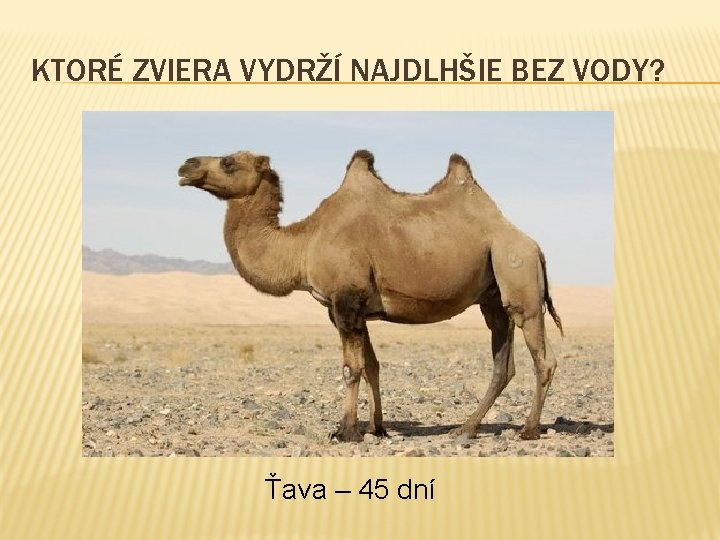 KTORÉ ZVIERA VYDRŽÍ NAJDLHŠIE BEZ VODY? Ťava – 45 dní 