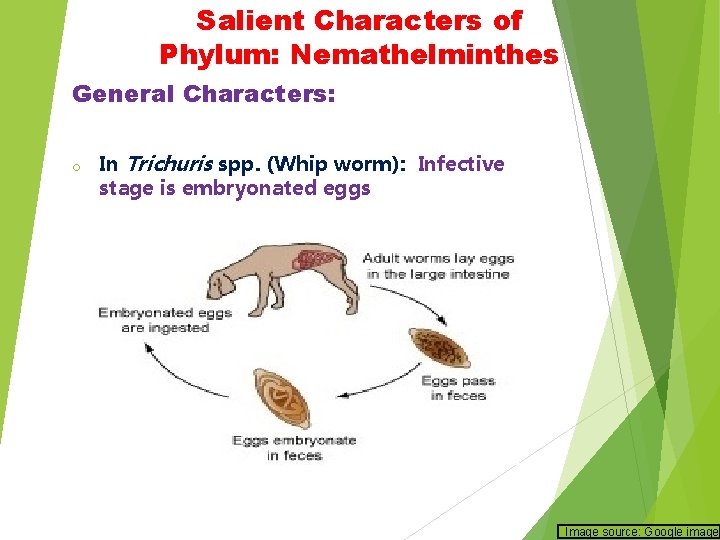 Salient Characters of Phylum: Nemathelminthes General Characters: o In Trichuris spp. (Whip worm): Infective Salient Characters of Phylum: Nemathelminthes General Characters: o In Trichuris spp. (Whip worm): Infective