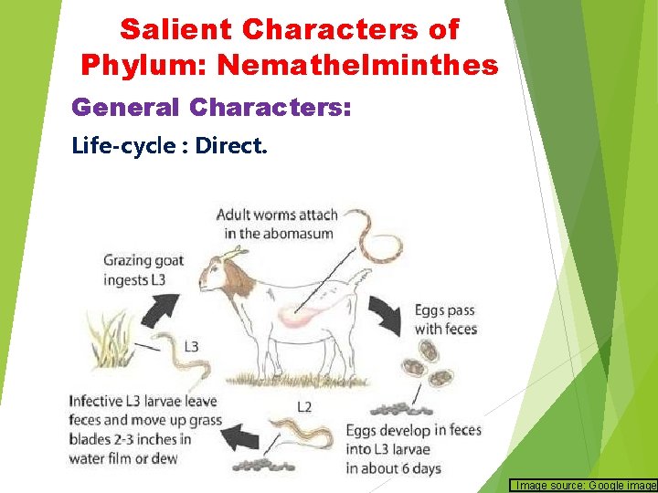 Salient Characters of Phylum: Nemathelminthes General Characters: Life-cycle : Direct. Image source: Google image Salient Characters of Phylum: Nemathelminthes General Characters: Life-cycle : Direct. Image source: Google image
