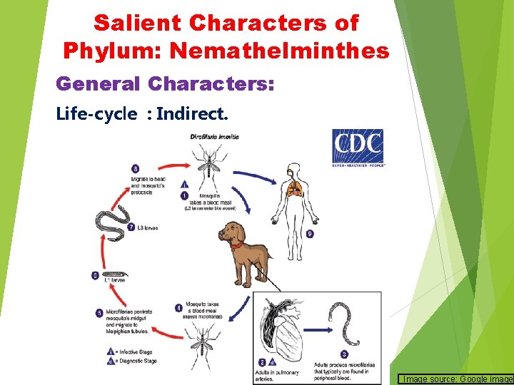 Salient Characters of Phylum: Nemathelminthes General Characters: Life-cycle : Indirect. Image source: Google image Salient Characters of Phylum: Nemathelminthes General Characters: Life-cycle : Indirect. Image source: Google image