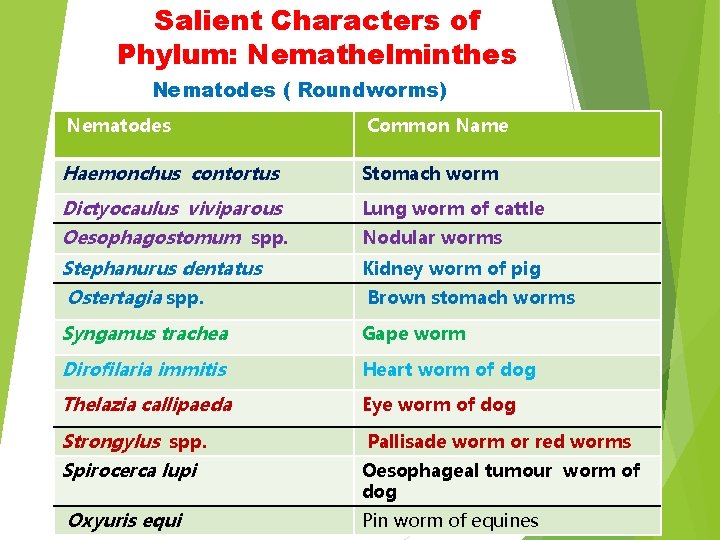 Salient Characters of Phylum: Nemathelminthes Nematodes ( Roundworms) Nematodes Common Name Haemonchus contortus Stomach Salient Characters of Phylum: Nemathelminthes Nematodes ( Roundworms) Nematodes Common Name Haemonchus contortus Stomach