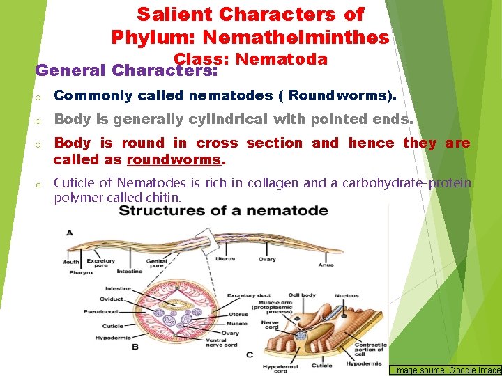 Salient Characters of Phylum: Nemathelminthes Class: Nematoda General Characters: o Commonly called nematodes ( Salient Characters of Phylum: Nemathelminthes Class: Nematoda General Characters: o Commonly called nematodes (