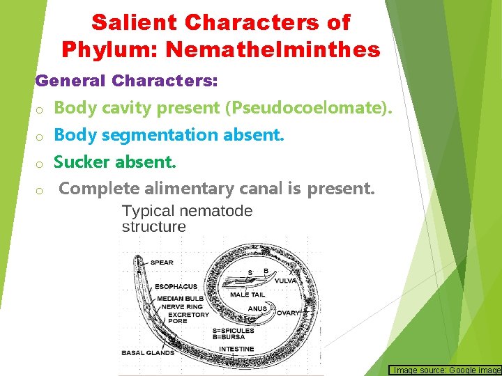 Salient Characters of Phylum: Nemathelminthes General Characters: o Body cavity present (Pseudocoelomate). o Body Salient Characters of Phylum: Nemathelminthes General Characters: o Body cavity present (Pseudocoelomate). o Body