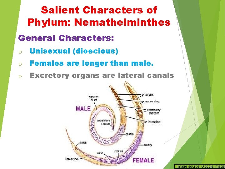 Salient Characters of Phylum: Nemathelminthes General Characters: o Unisexual (dioecious) o Females are longer Salient Characters of Phylum: Nemathelminthes General Characters: o Unisexual (dioecious) o Females are longer