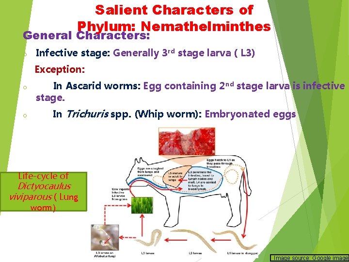 Salient Characters of Phylum: Nemathelminthes General Characters: o Infective stage: Generally 3 rd stage Salient Characters of Phylum: Nemathelminthes General Characters: o Infective stage: Generally 3 rd stage