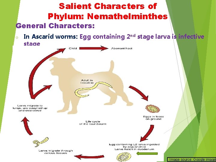 Salient Characters of Phylum: Nemathelminthes General Characters: o In Ascarid worms: Egg containing 2 Salient Characters of Phylum: Nemathelminthes General Characters: o In Ascarid worms: Egg containing 2