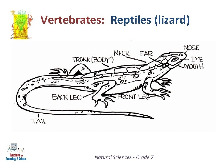 Vertebrates: Reptiles (lizard) Natural Sciences - Grade 7 