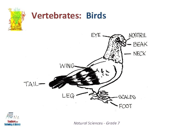 Vertebrates: Birds Natural Sciences - Grade 7 