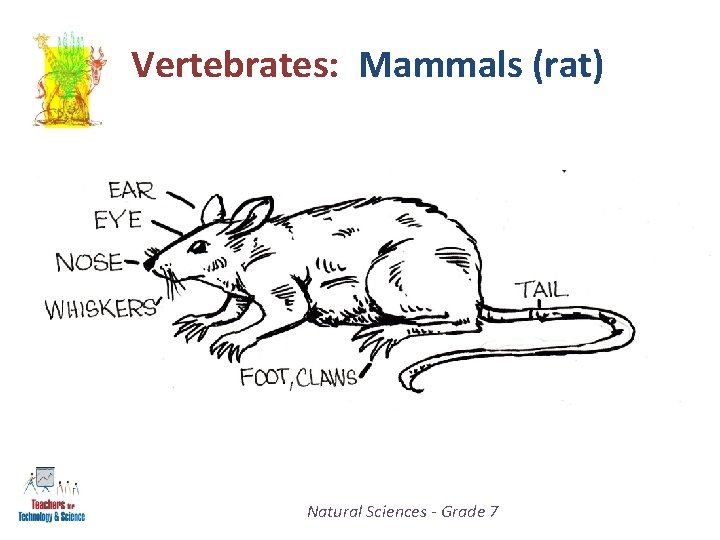 Vertebrates: Mammals (rat) Natural Sciences - Grade 7 