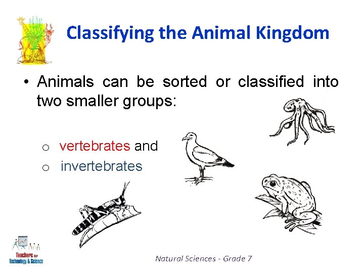 Classifying the Animal Kingdom • Animals can be sorted or classified into two smaller