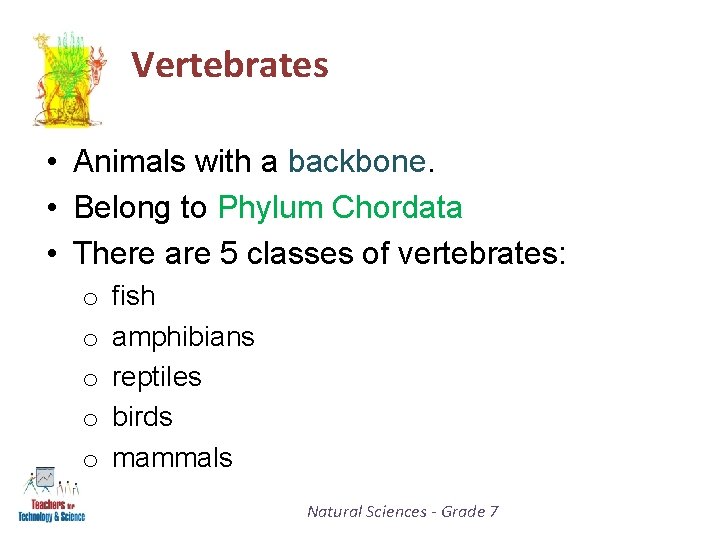 Vertebrates • Animals with a backbone. • Belong to Phylum Chordata • There are