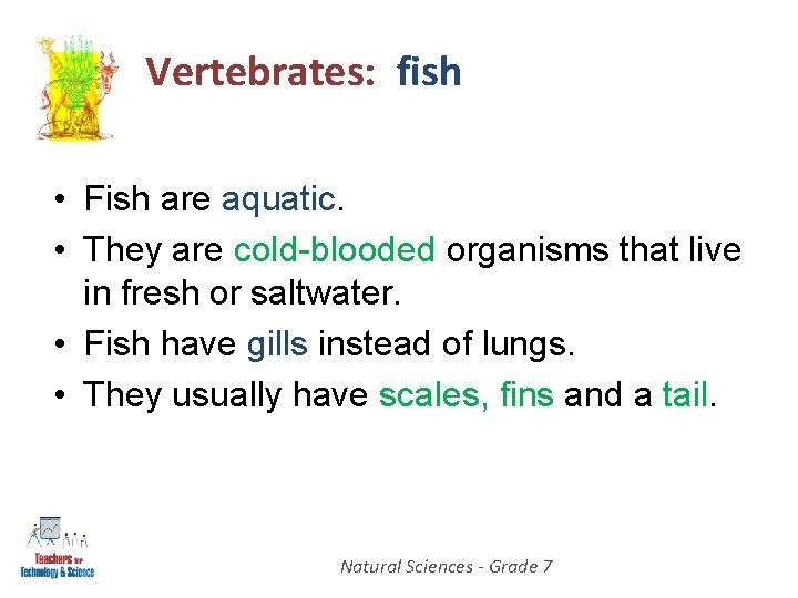 Vertebrates: fish • Fish are aquatic. • They are cold-blooded organisms that live in