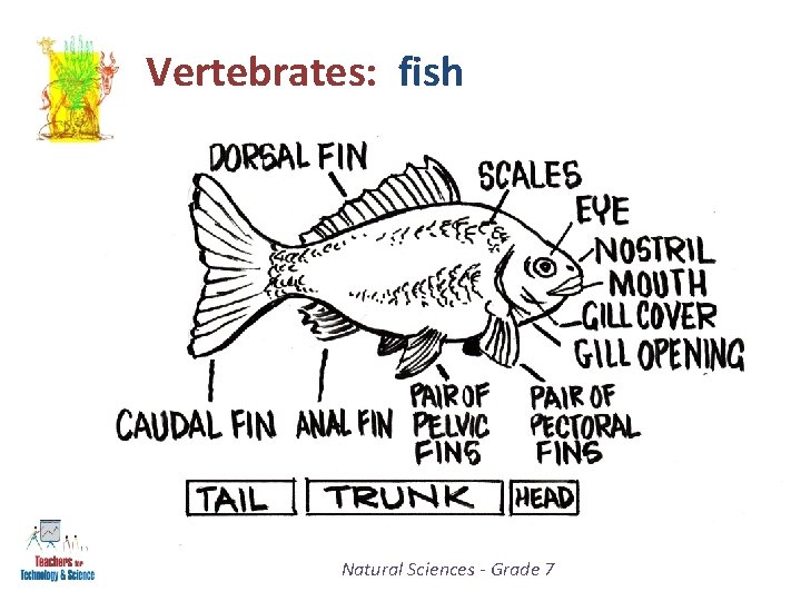 Vertebrates: fish Natural Sciences - Grade 7 