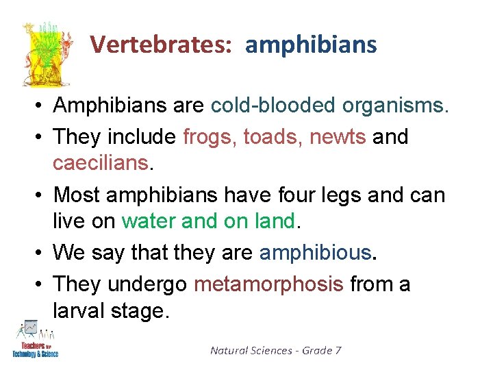 Vertebrates: amphibians • Amphibians are cold-blooded organisms. • They include frogs, toads, newts and