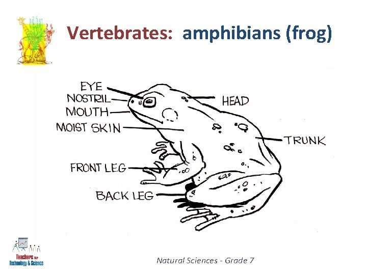 Vertebrates: amphibians (frog) Natural Sciences - Grade 7 