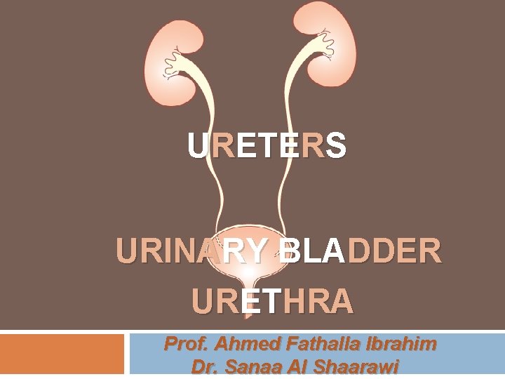 URETERS URINARY BLADDER URETHRA Prof. Ahmed Fathalla Ibrahim Dr. Sanaa Al Shaarawi 