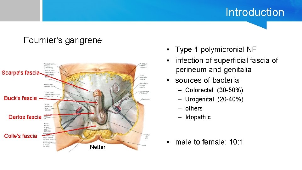 Introduction Fournier's gangrene • Type 1 polymicronial NF • infection of superficial fascia of