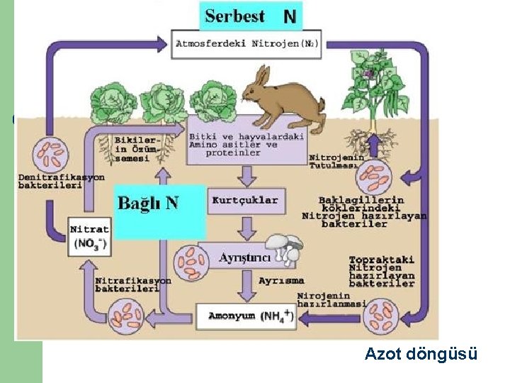 Azot döngüsü 