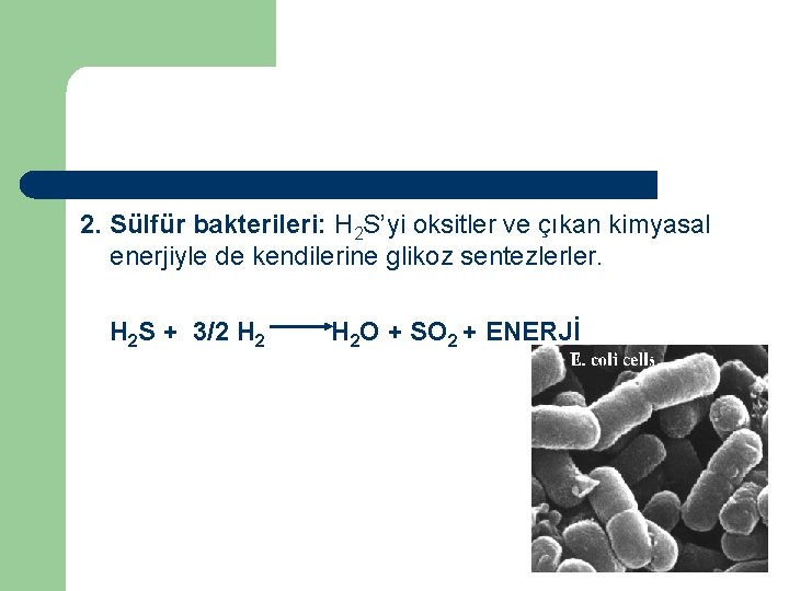 2. Sülfür bakterileri: H 2 S’yi oksitler ve çıkan kimyasal enerjiyle de kendilerine glikoz