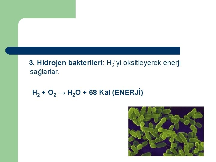 3. Hidrojen bakterileri: H 2’yi oksitleyerek enerji sağlarlar. H 2 + O 2 →