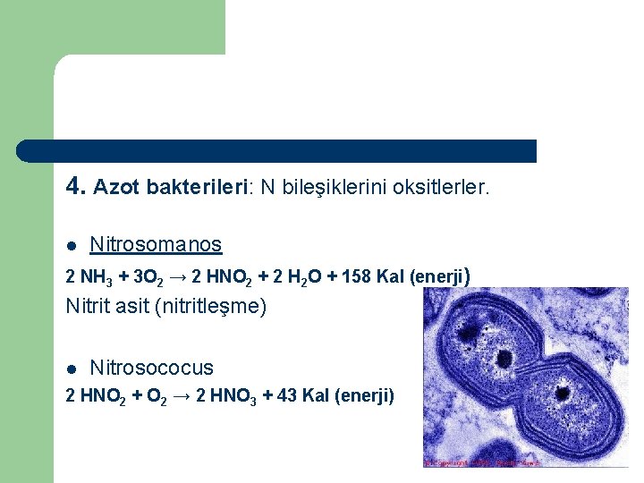 4. Azot bakterileri: N bileşiklerini oksitlerler. l Nitrosomanos 2 NH 3 + 3 O