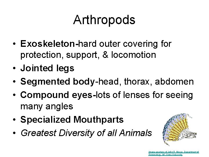 Arthropods • Exoskeleton-hard outer covering for protection, support, & locomotion • Jointed legs •