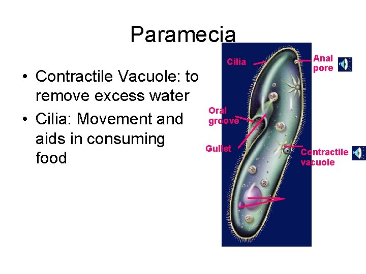 Paramecia • Contractile Vacuole: to remove excess water • Cilia: Movement and aids in