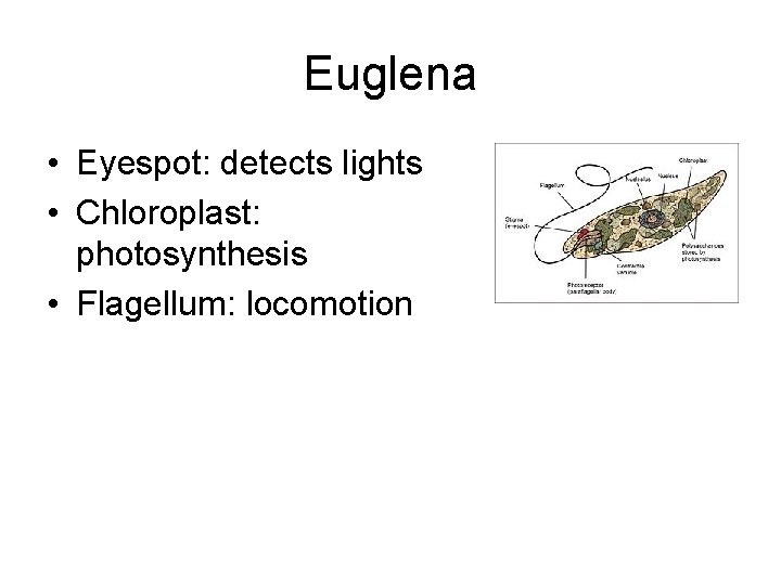 Euglena • Eyespot: detects lights • Chloroplast: photosynthesis • Flagellum: locomotion 