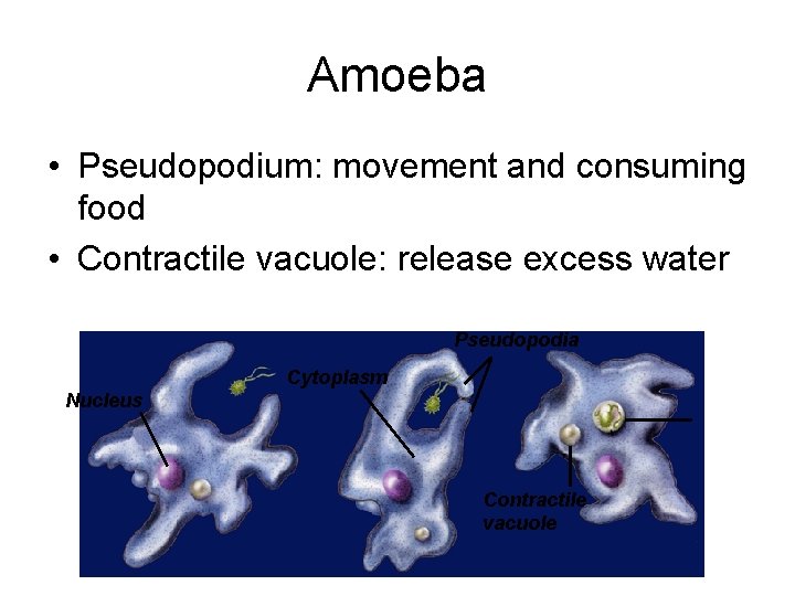 Amoeba • Pseudopodium: movement and consuming food • Contractile vacuole: release excess water Pseudopodia