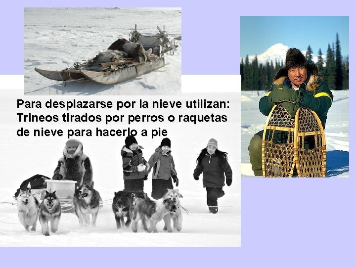 Para desplazarse por la nieve utilizan: Trineos tirados por perros o raquetas de nieve