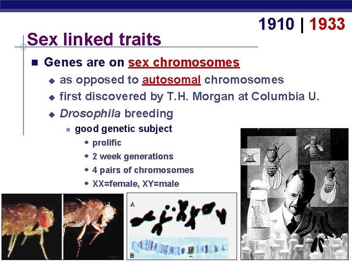Sex linked traits n 1910 | 1933 Genes are on sex chromosomes u u
