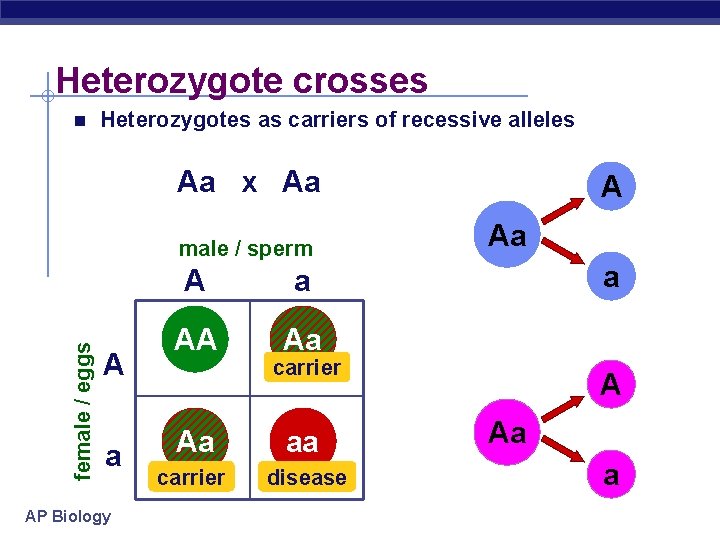 Heterozygote crosses n Heterozygotes as carriers of recessive alleles Aa x Aa female /