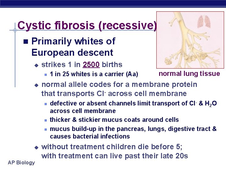 Cystic fibrosis (recessive) n Primarily whites of European descent u strikes 1 in 2500