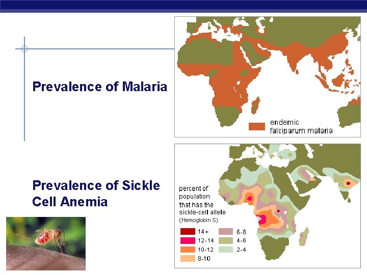Prevalence of Malaria Prevalence of Sickle Cell Anemia AP Biology 