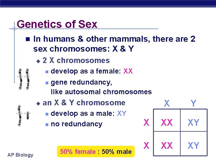 Genetics of Sex n In humans & other mammals, there are 2 sex chromosomes:
