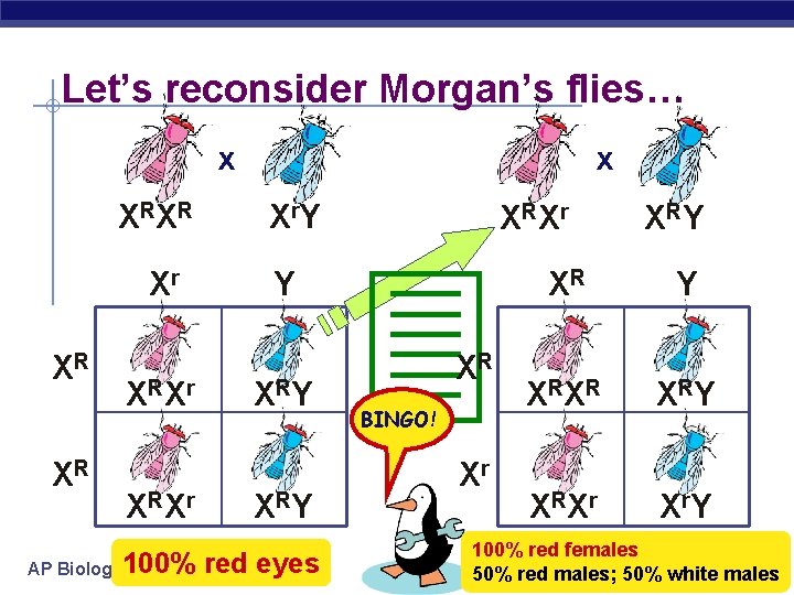Let’s reconsider Morgan’s flies… x X RX R Xr XR XR AP Biology X