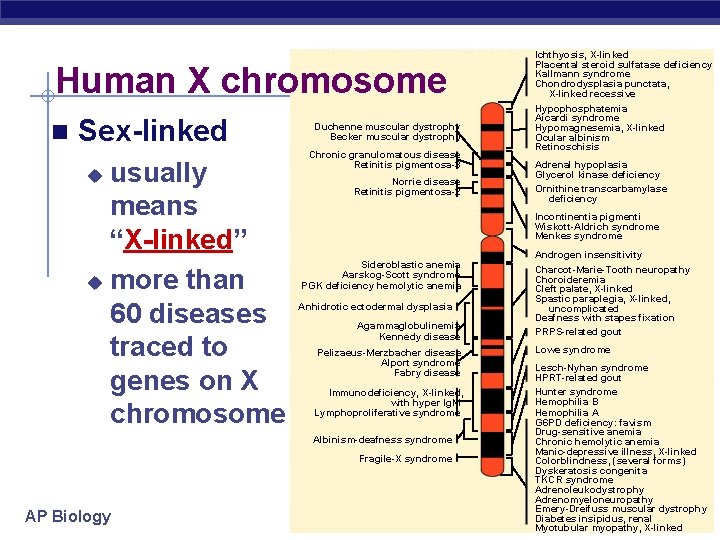 Human X chromosome n Sex-linked usually means “X-linked” u more than 60 diseases traced
