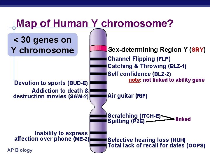 Map of Human Y chromosome? < 30 genes on Y chromosome Sex-determining Region Y