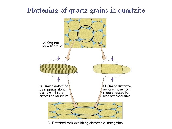 Flattening of quartz grains in quartzite 