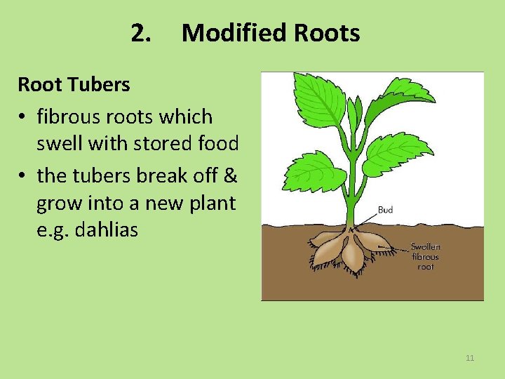 2. Modified Roots Root Tubers • fibrous roots which swell with stored food •